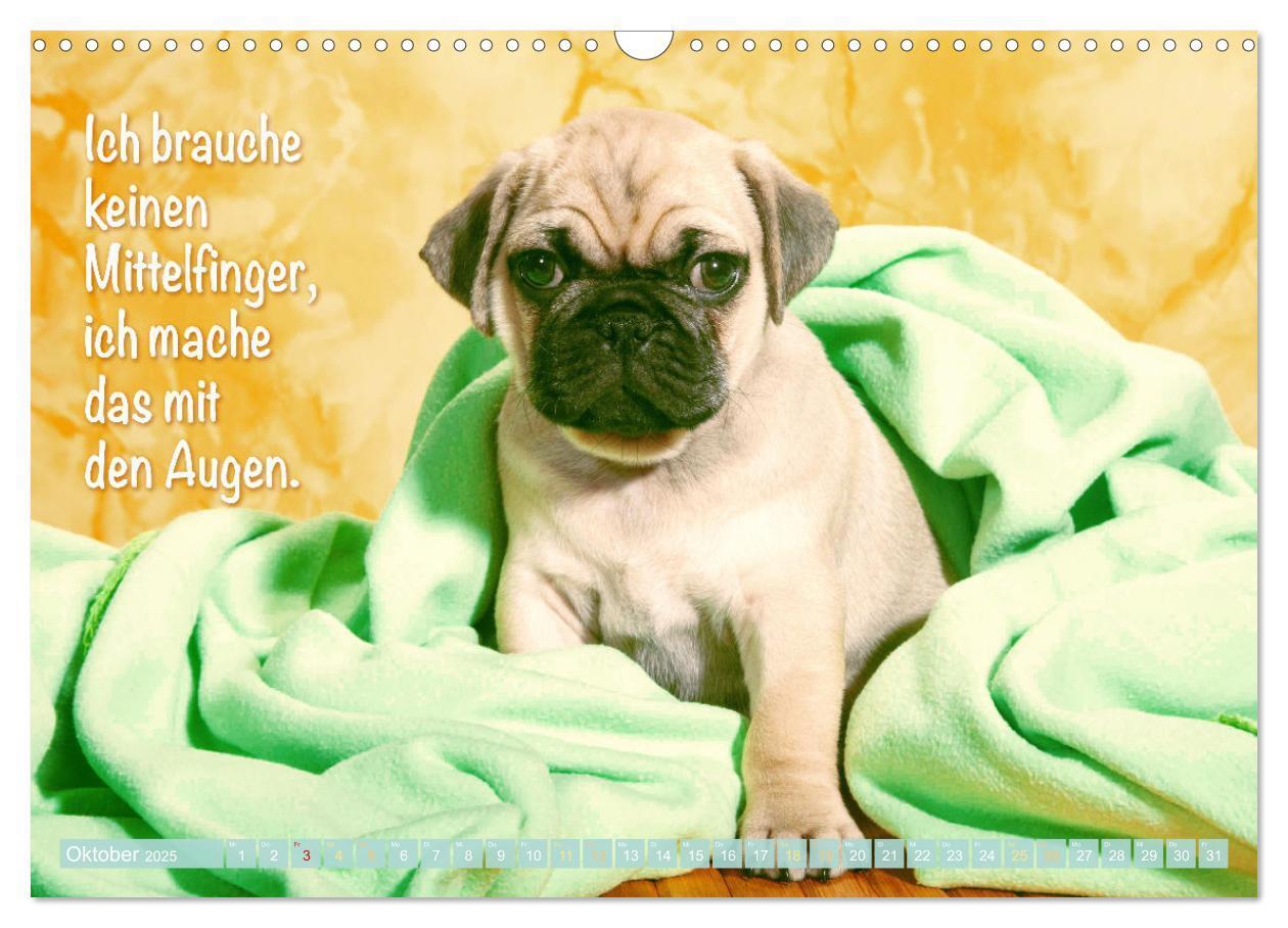 Bild: 9783435070022 | Der Mops: Nicht klein, sondern aufs Wesentliche reduziert. Edition...