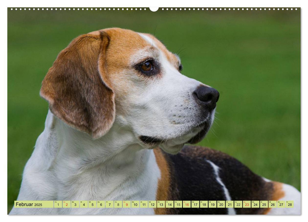 Bild: 9783435573707 | Beagle - Herz auf 4 Pfoten (hochwertiger Premium Wandkalender 2025...