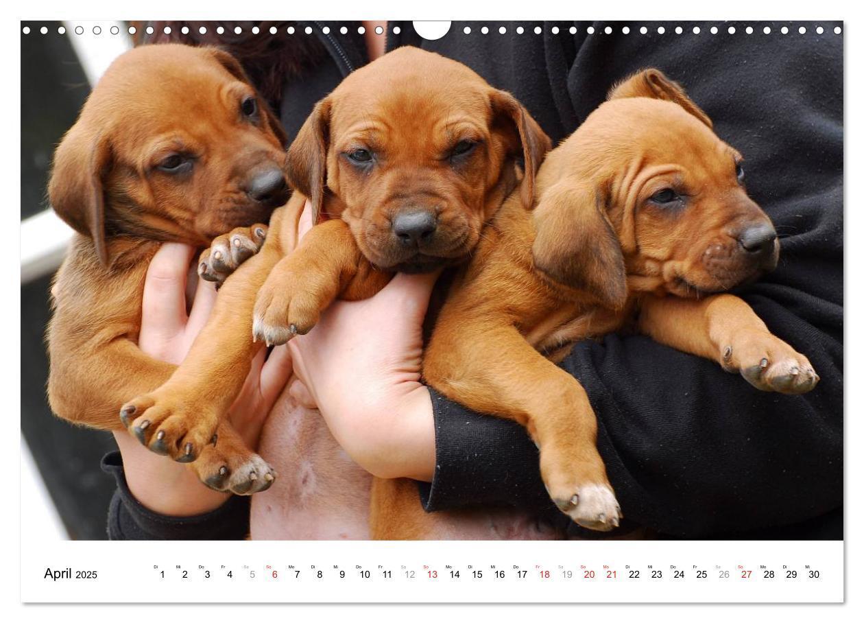 Bild: 9783435623518 | Rhodesian Ridgeback Welpen (Wandkalender 2025 DIN A3 quer),...