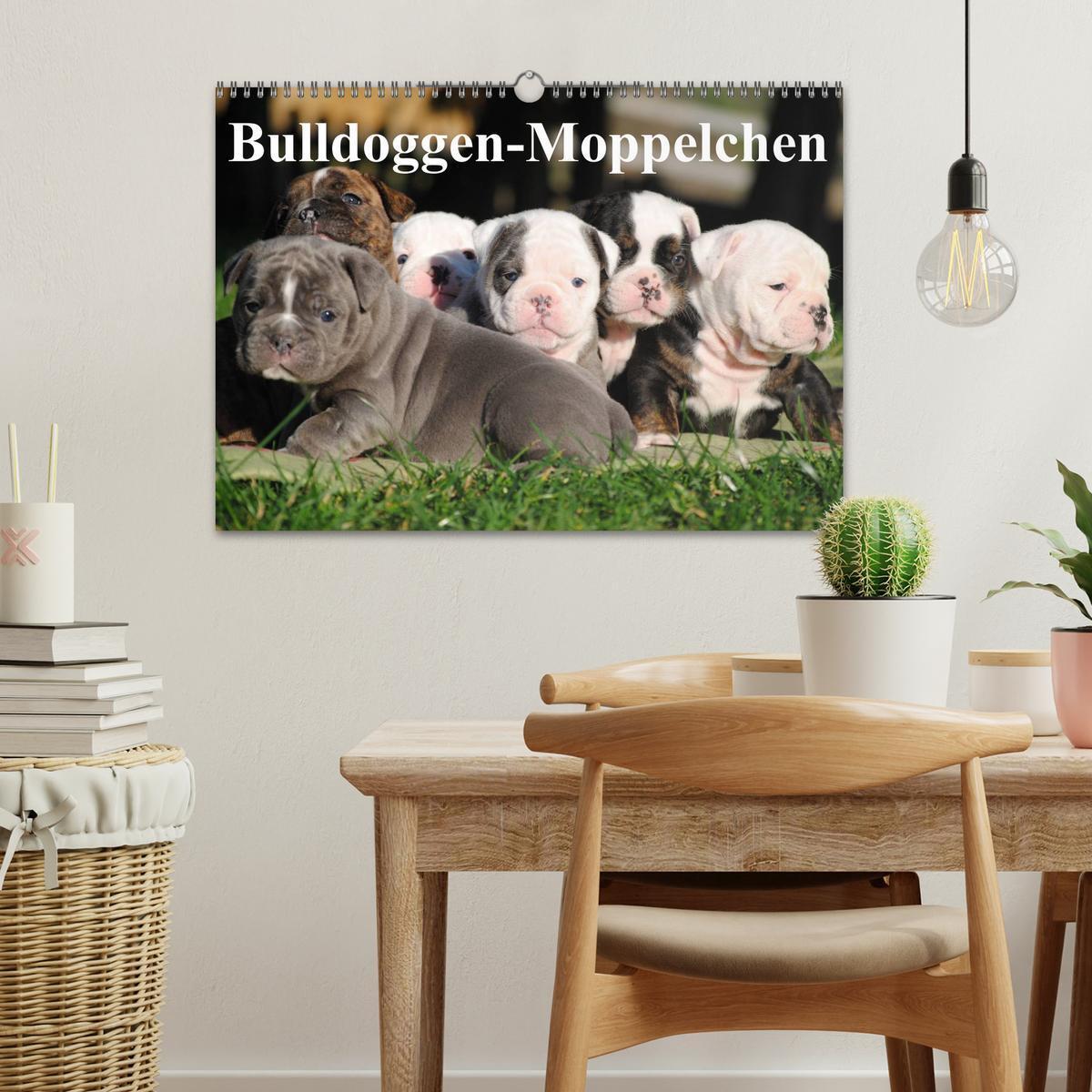 Bild: 9783435534456 | Bulldoggen-Moppelchen (Wandkalender 2025 DIN A3 quer), CALVENDO...