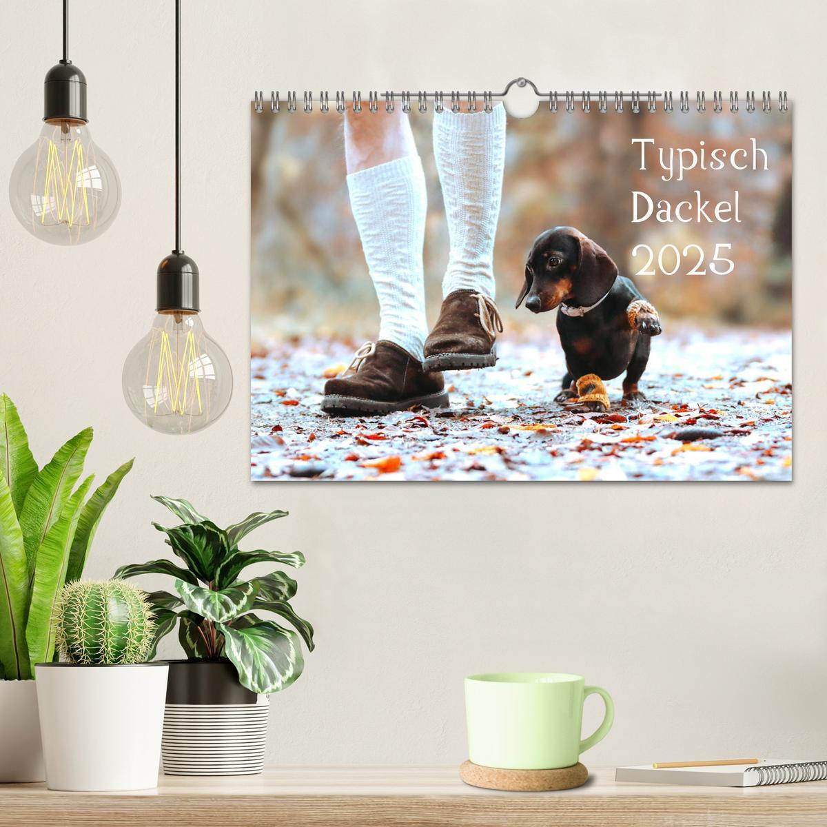 Bild: 9783435719754 | Typisch Dackel 2025 (Wandkalender 2025 DIN A4 quer), CALVENDO...