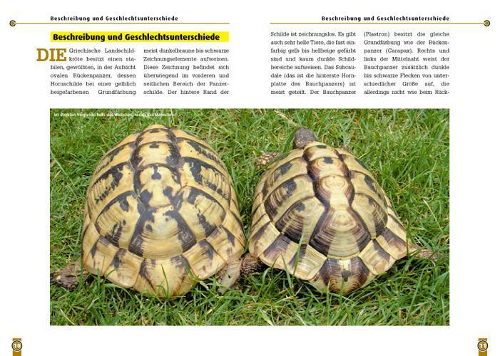 Bild: 9783937285931 | Die Griechische Landschildkröte | Testudo hermanni boettgeri | Schardt