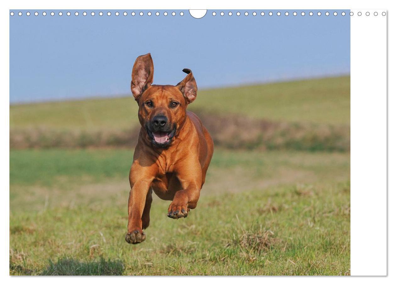 Bild: 9783435540990 | Rhodesian Ridgeback 2025 (Wandkalender 2025 DIN A3 quer), CALVENDO...