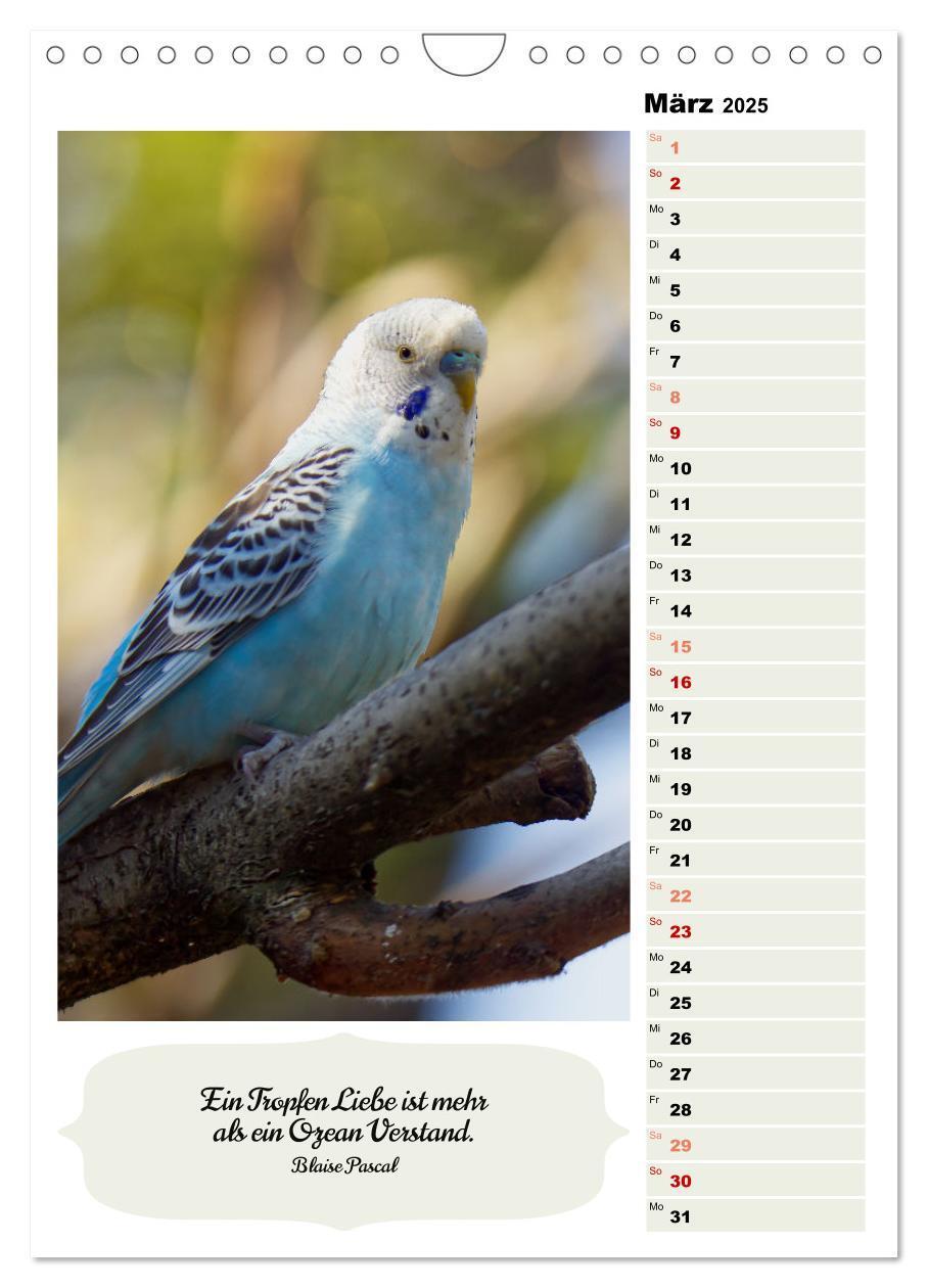 Bild: 9783435891009 | Niedliche Wellensittiche (Wandkalender 2025 DIN A4 hoch), CALVENDO...