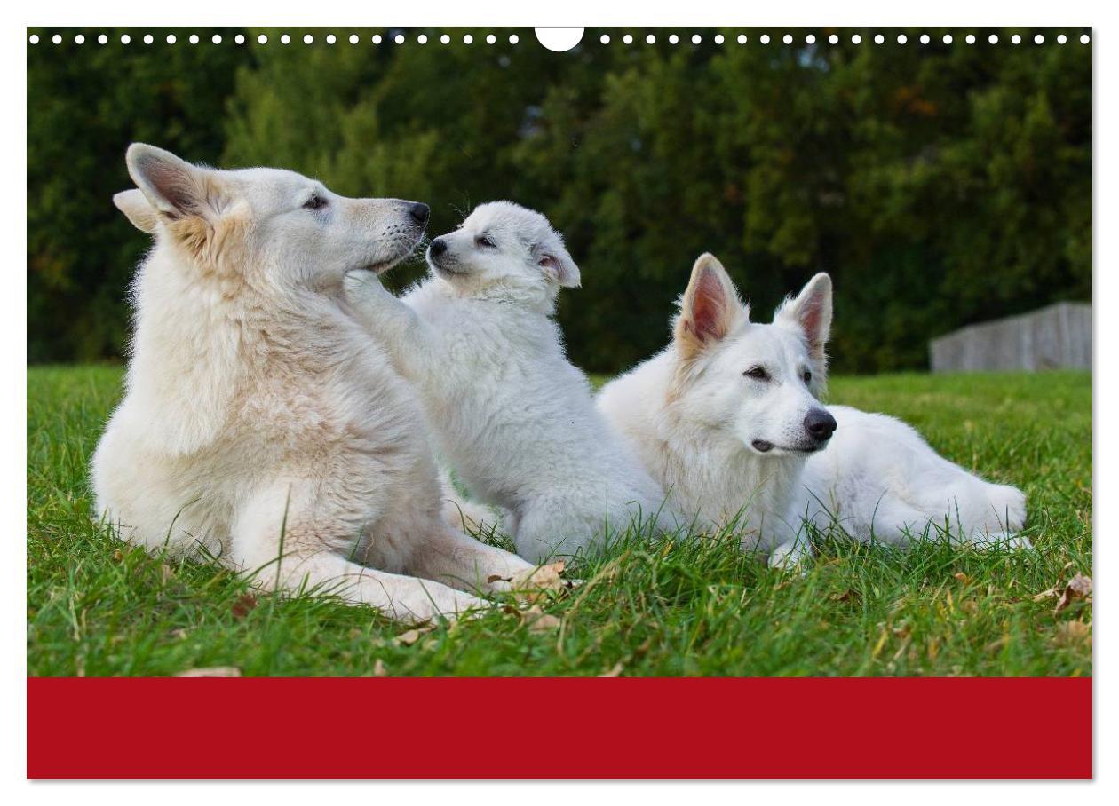 Bild: 9783435765560 | Weißer Schweizer Schäferhund (Wandkalender 2025 DIN A3 quer),...