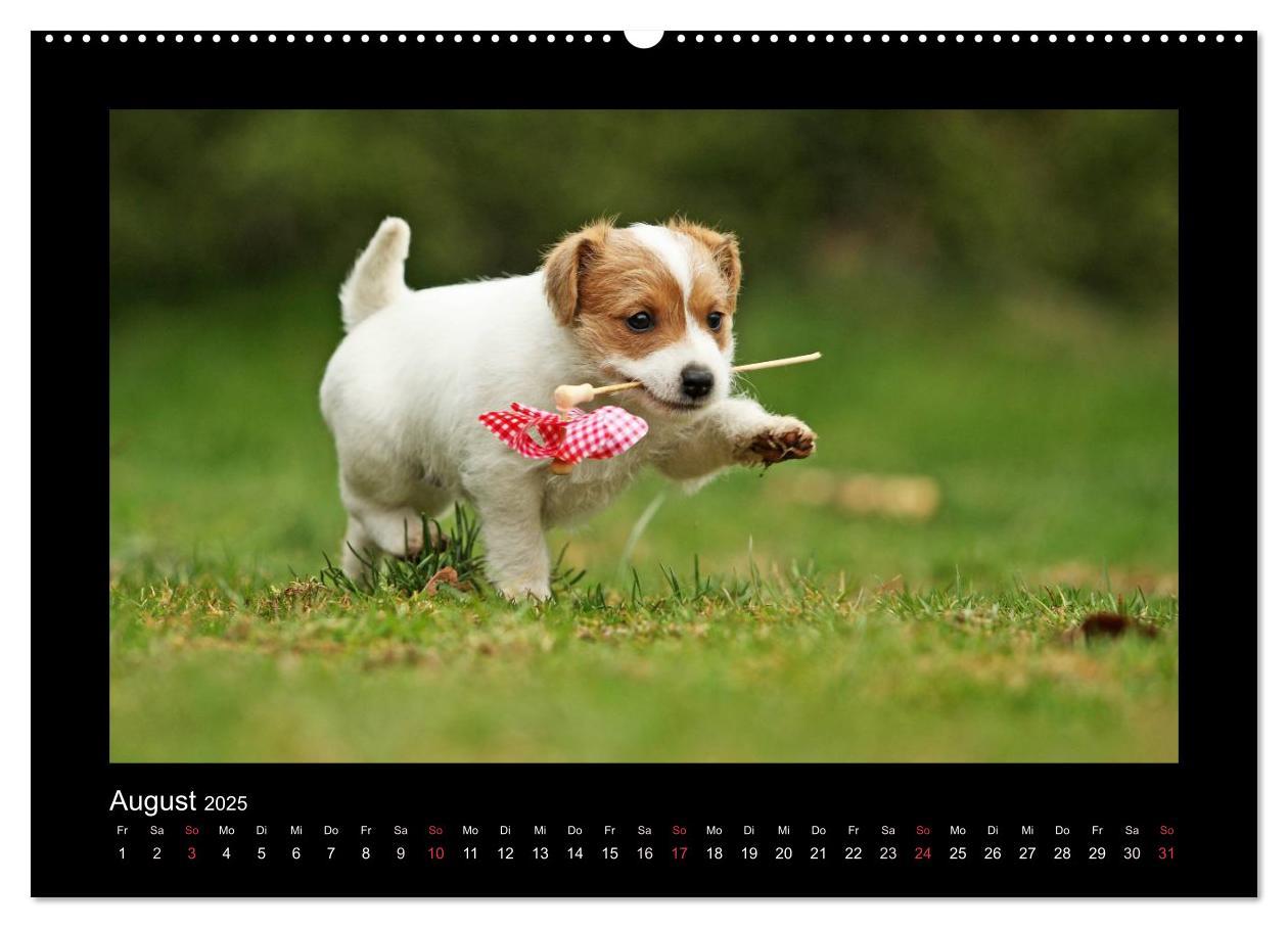 Bild: 9783435640744 | Allerlei Hundekinder (Wandkalender 2025 DIN A2 quer), CALVENDO...