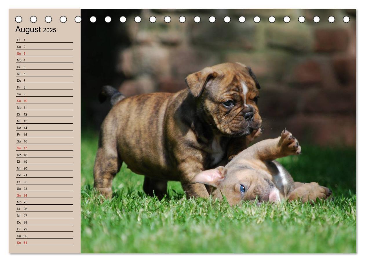 Bild: 9783435533602 | Bulldoggen-Kinder (Tischkalender 2025 DIN A5 quer), CALVENDO...