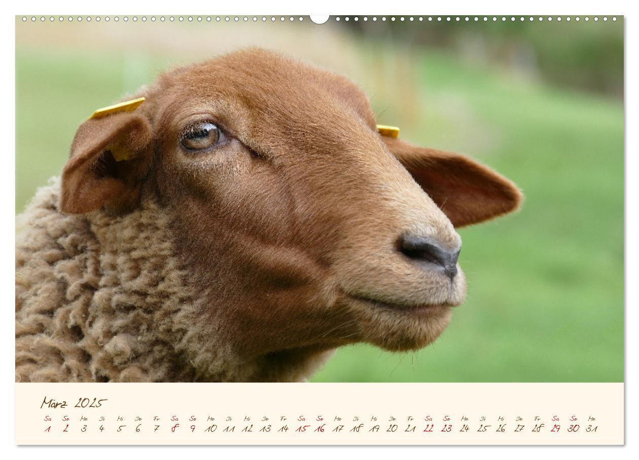 Bild: 9783435172405 | Coburger Fuchsschaf (Wandkalender 2025 DIN A2 quer), CALVENDO...