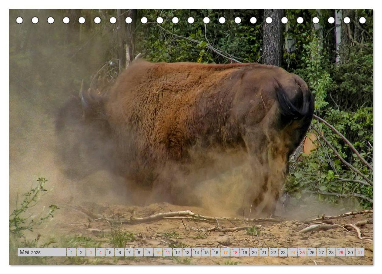 Bild: 9783435579242 | Bison und Wisent - Riesen mit unbändiger Kraft (Tischkalender 2025...