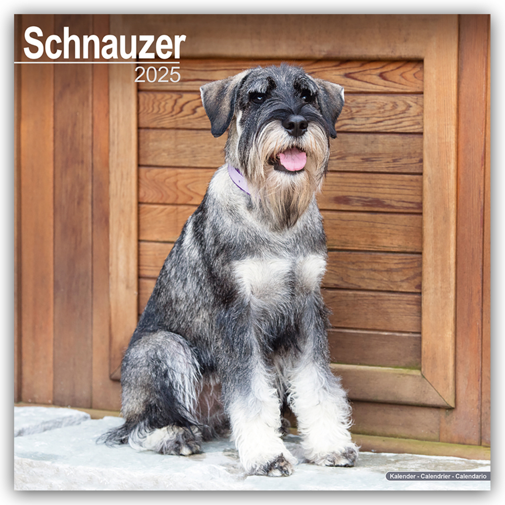 Cover: 9781804603857 | Schnauzer - Schnauzer 2025 - 16-Monatskalender | Ltd | Kalender | 2025