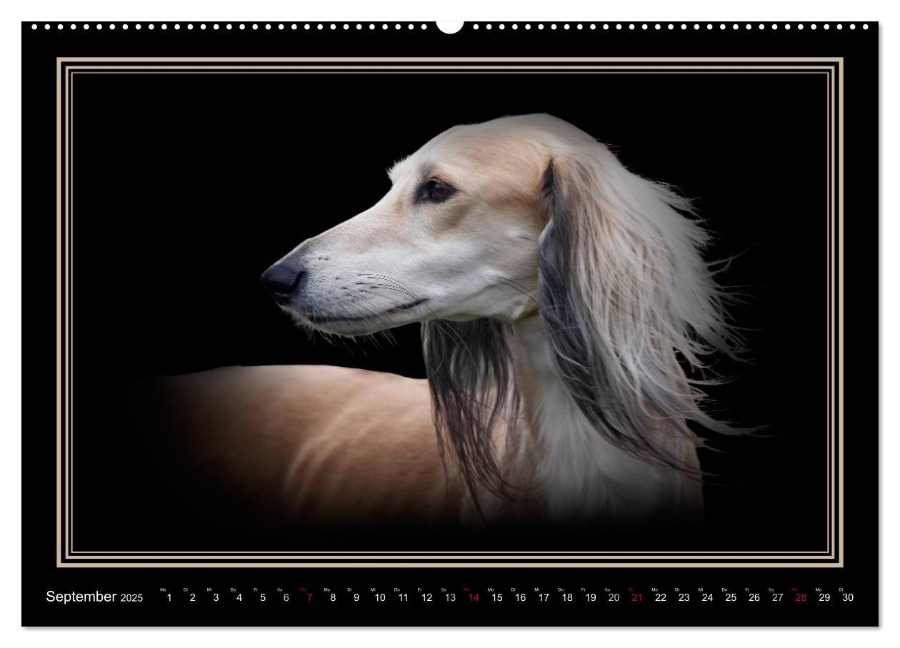 Bild: 9783383823886 | Saluki 2025 (Wandkalender 2025 DIN A2 quer), CALVENDO Monatskalender