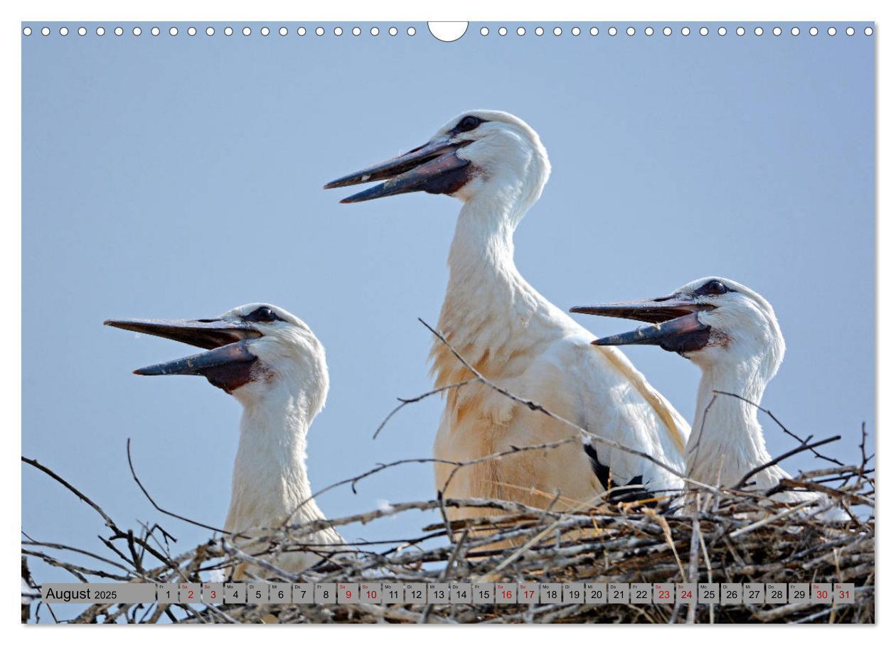 Bild: 9783435145348 | Zu Gast bei Familie Storch (Wandkalender 2025 DIN A3 quer),...