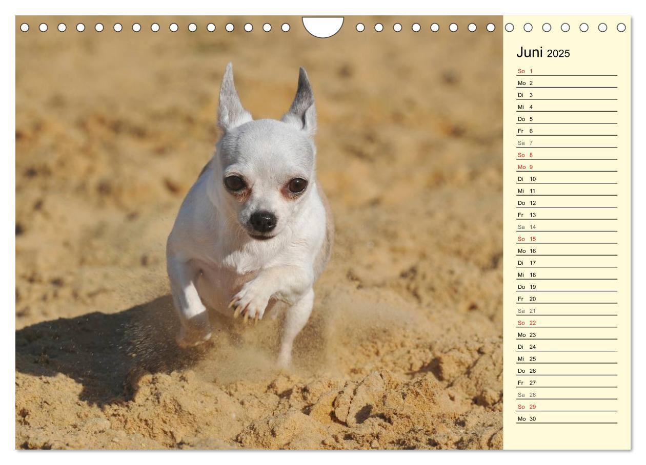 Bild: 9783435541546 | Chihuahua - Kleine Hunde ganz groß (Wandkalender 2025 DIN A4 quer),...