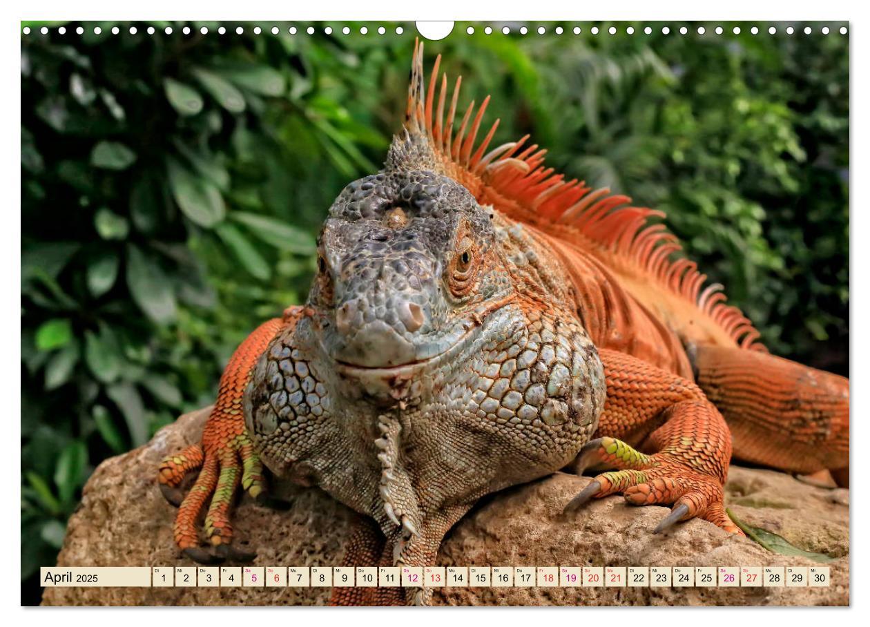 Bild: 9783435335527 | Wunderschöner Leguan (Wandkalender 2025 DIN A3 quer), CALVENDO...