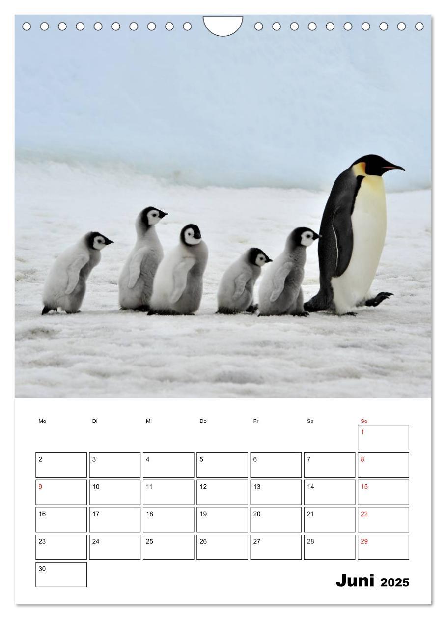 Bild: 9783457035726 | Pinguine. Familienglück im Eis (Wandkalender 2025 DIN A4 hoch),...