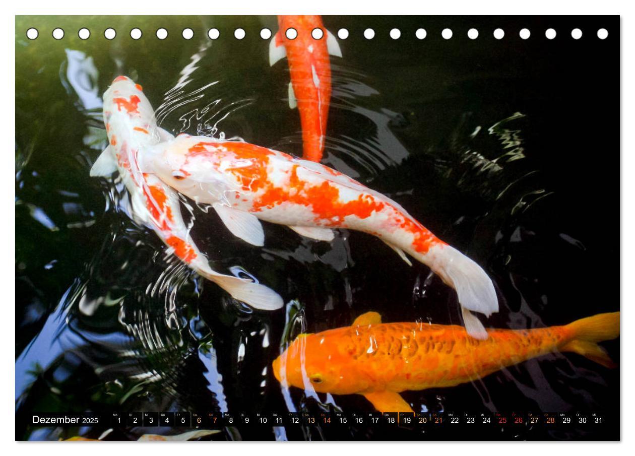 Bild: 9783435128402 | Koi: Juwelen im Teich (Tischkalender 2025 DIN A5 quer), CALVENDO...