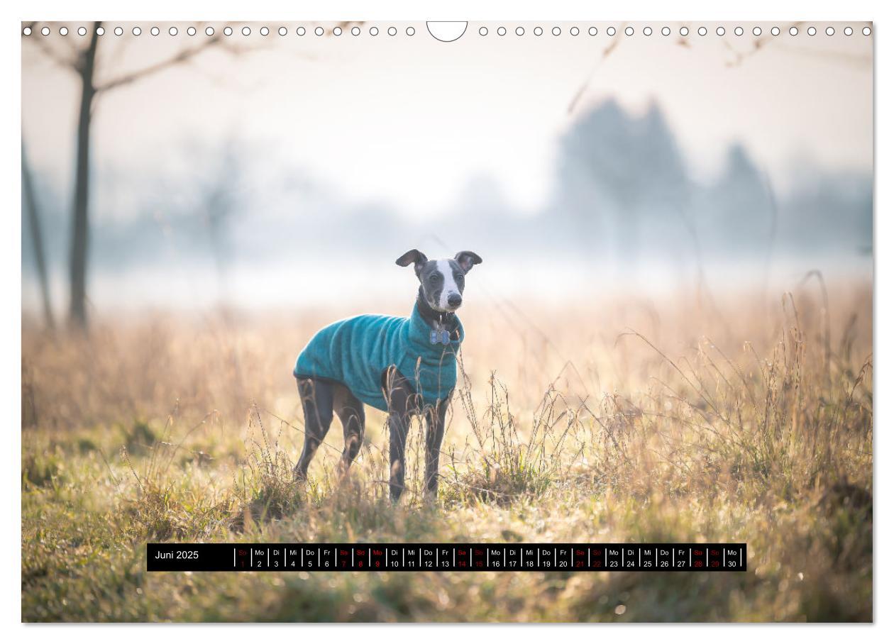 Bild: 9783435040605 | Das erste Whippet-Jahr (Wandkalender 2025 DIN A3 quer), CALVENDO...