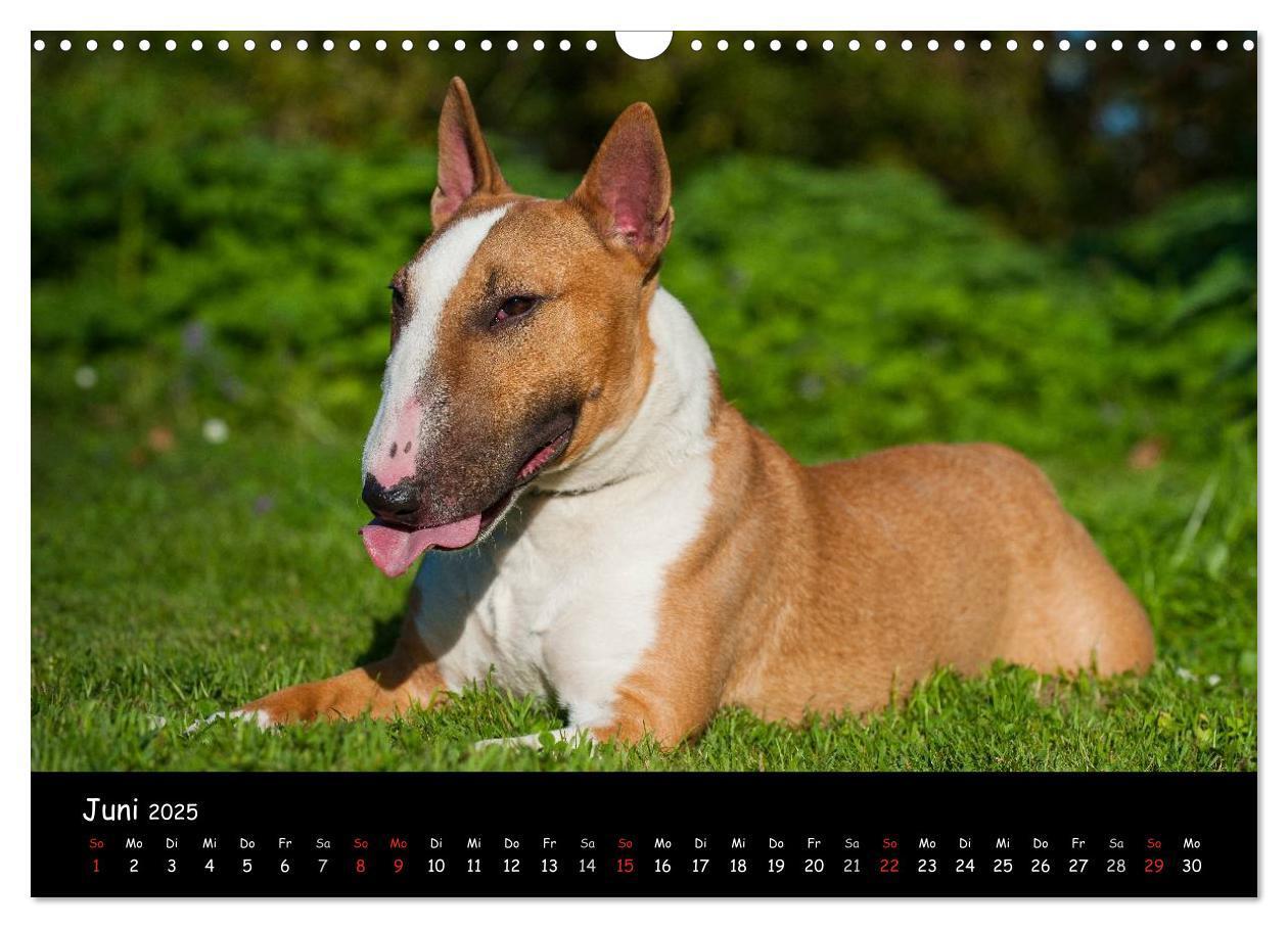 Bild: 9783435768462 | Bullterrier (Wandkalender 2025 DIN A3 quer), CALVENDO Monatskalender