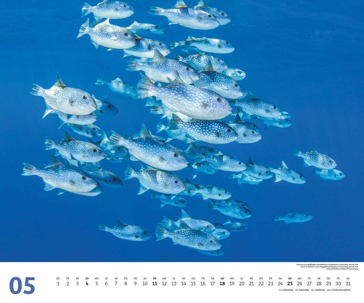 Bild: 4250809653983 | Fischschwärme 2025 - Unterwasser-Natur-Fotografie - Wandkalender 60...