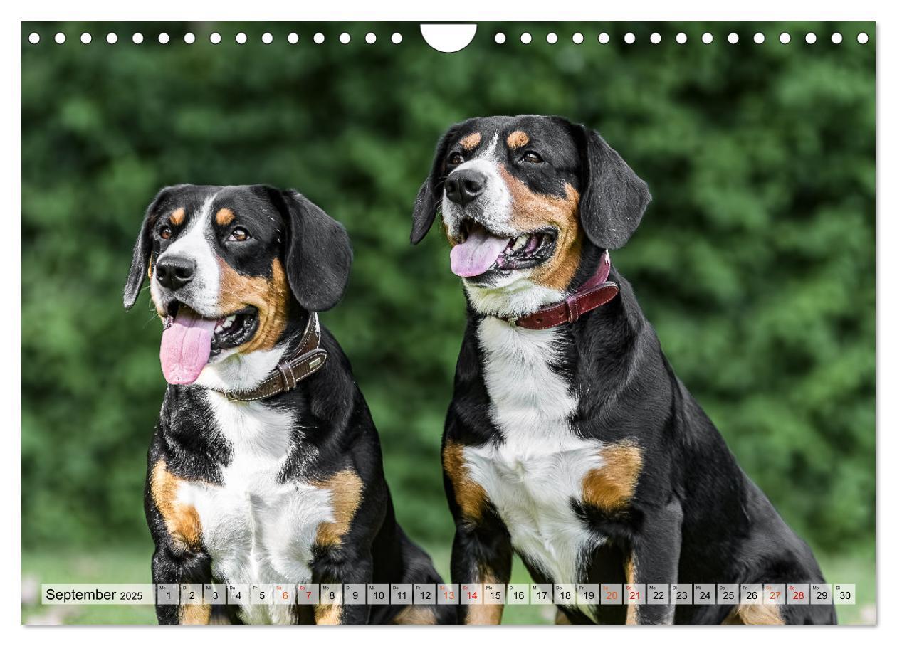 Bild: 9783457198957 | Entlebucher - Temperamentvolle Schweizer Sennenhunde (Wandkalender...