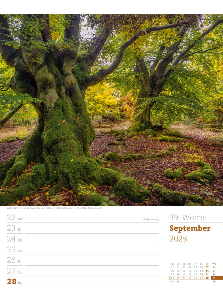 Bild: 9783838425979 | Unser Wald - Wochenplaner Kalender 2025 | Ackermann Kunstverlag | 2025