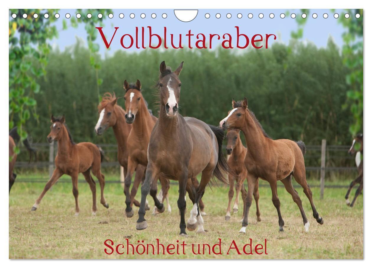 Cover: 9783435424177 | Vollblutaraber - Schönheit und Adel (Wandkalender 2025 DIN A4...