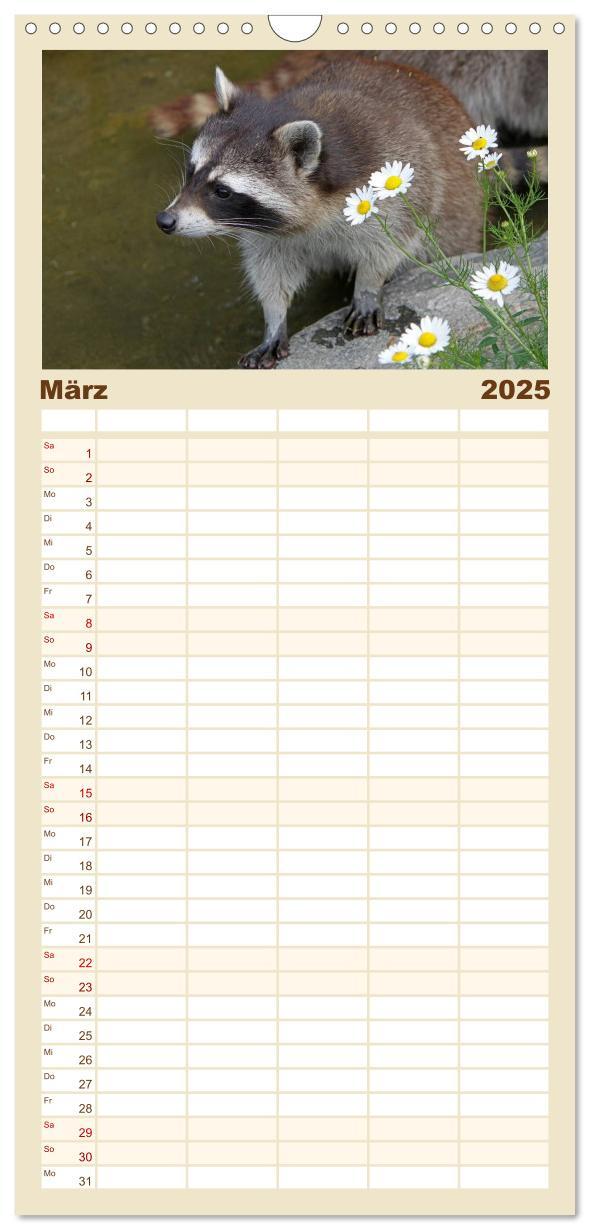 Bild: 9783457126653 | Familienplaner 2025 - Waschbären mit 5 Spalten (Wandkalender, 21 x...