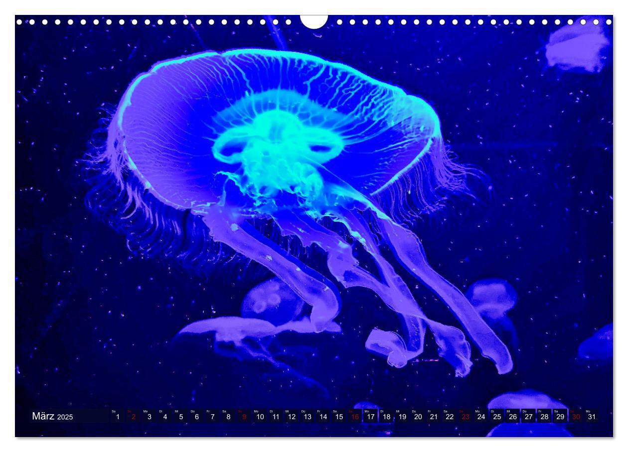 Bild: 9783383954917 | In der Welt der Medusen (Wandkalender 2025 DIN A3 quer), CALVENDO...