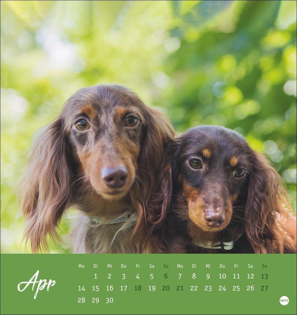 Bild: 9783756407156 | Dackel Postkartenkalender 2025 | Heye | Kalender | Spiralbindung