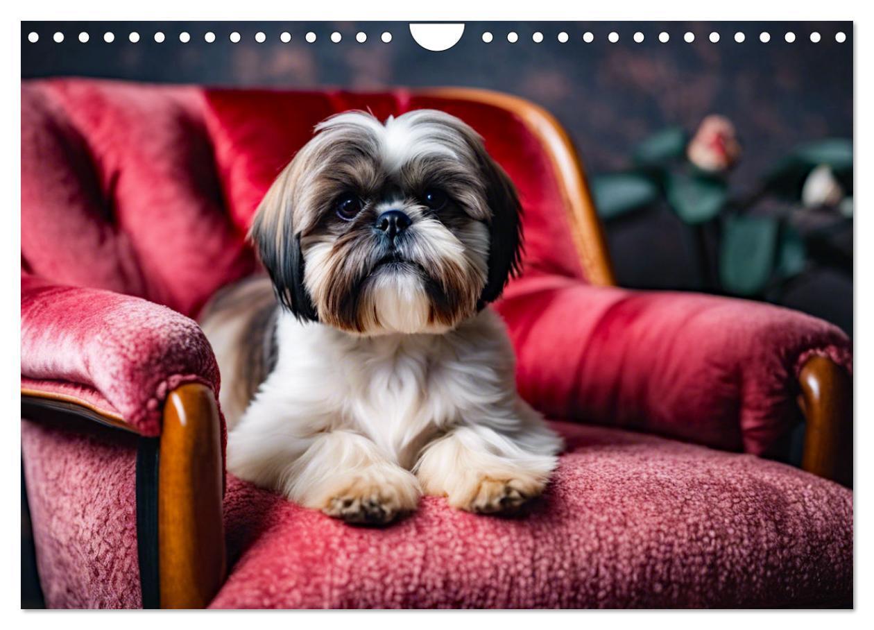 Bild: 9783435639564 | Shih Tzu - der wuschelige Hund aus Tibet (Wandkalender 2025 DIN A4...