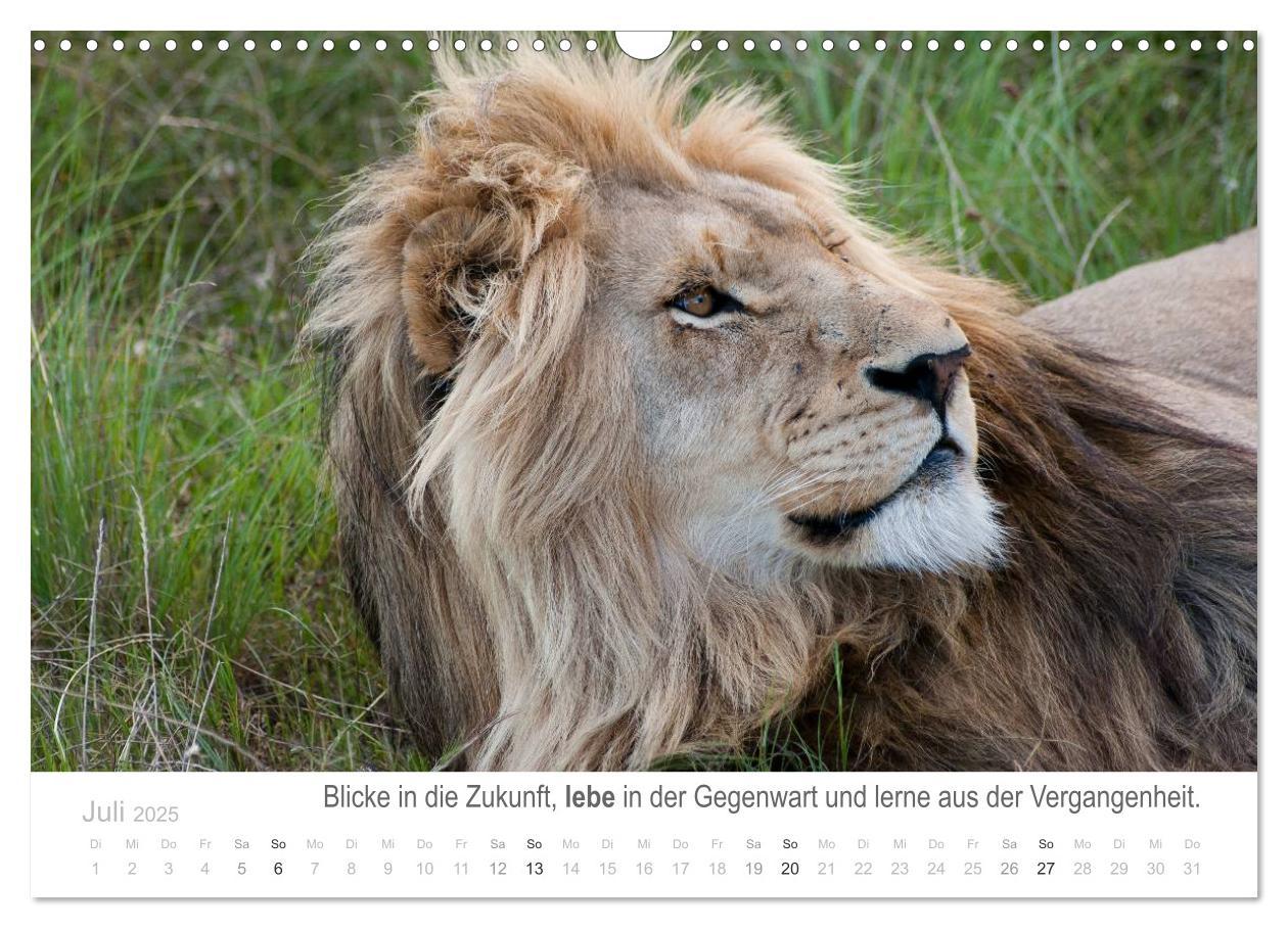 Bild: 9783435819065 | Tierische Glücksmomente mit Weisheiten (Wandkalender 2025 DIN A3...