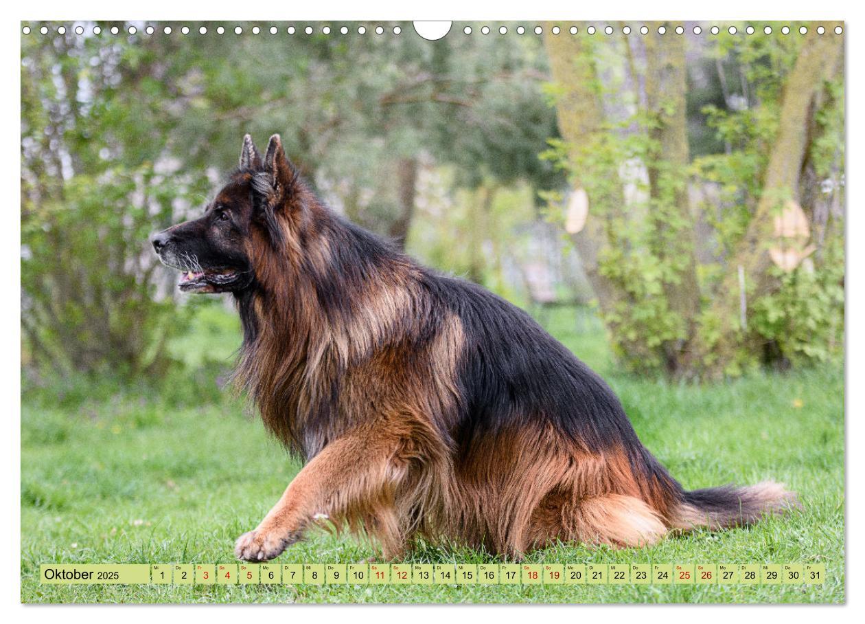 Bild: 9783383895890 | Altdeutsche Schäferhunde - Traumhafte Schäferhunde Langstockhaar...