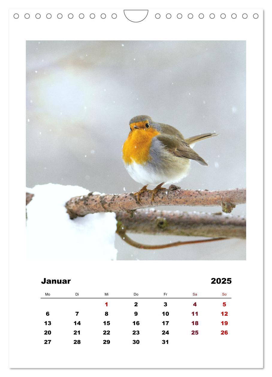 Bild: 9783435929955 | Rotkehlchen, süße kleine Knutschkugeln (Wandkalender 2025 DIN A4...