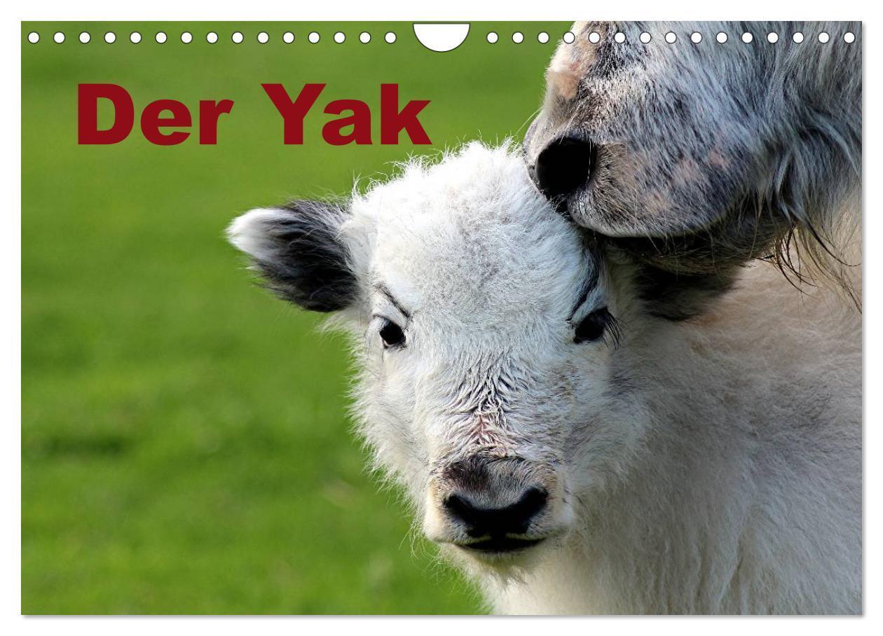 Cover: 9783435655403 | Der Yak (Wandkalender 2025 DIN A4 quer), CALVENDO Monatskalender