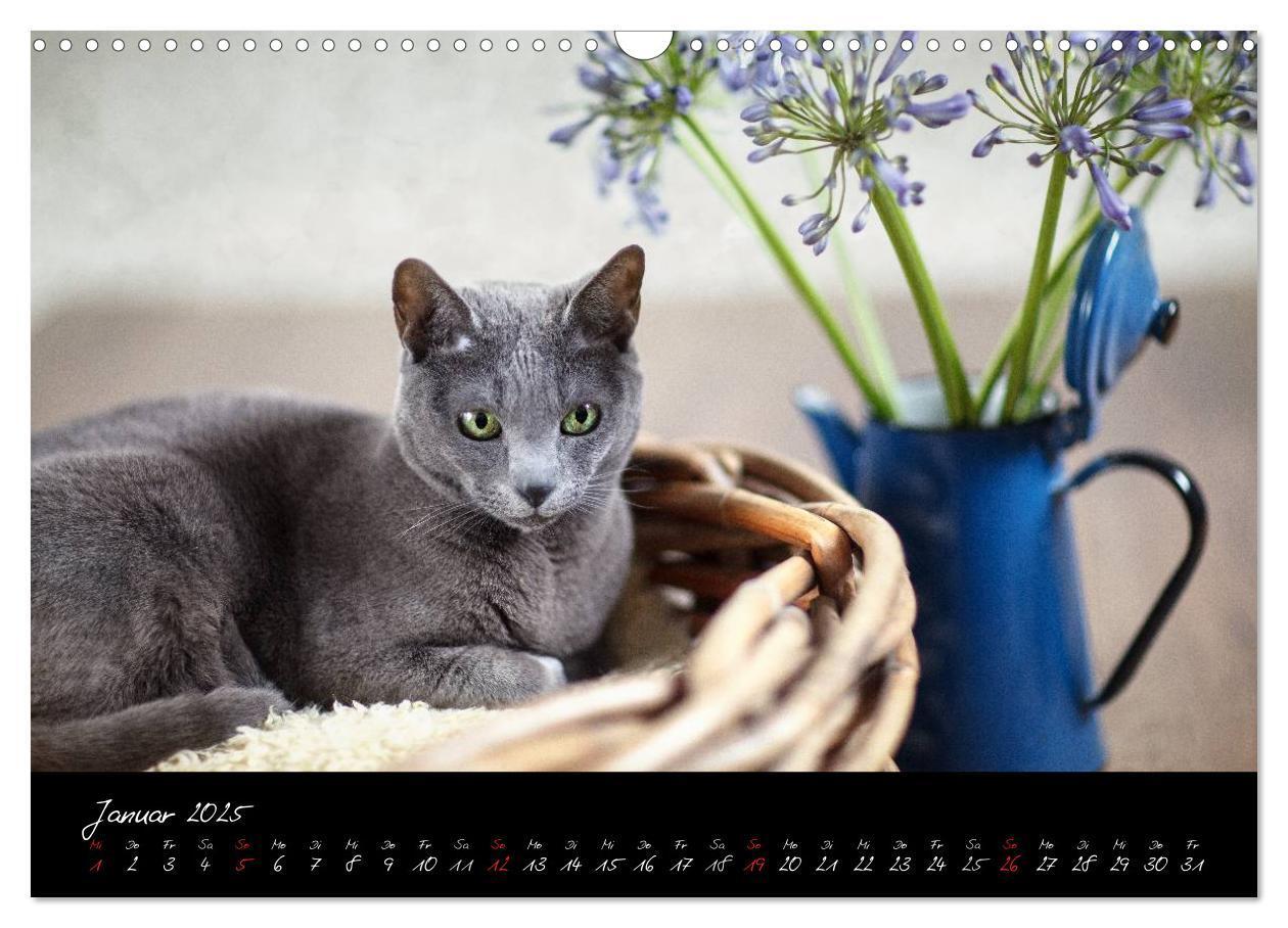 Bild: 9783435837335 | Katzen 2025 (Wandkalender 2025 DIN A3 quer), CALVENDO Monatskalender