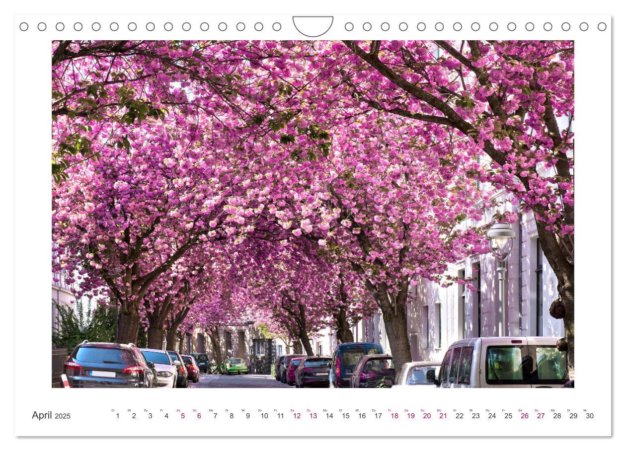 Bild: 9783457128084 | Japanische Kirschblüte in Bonn (Wandkalender 2025 DIN A4 quer),...