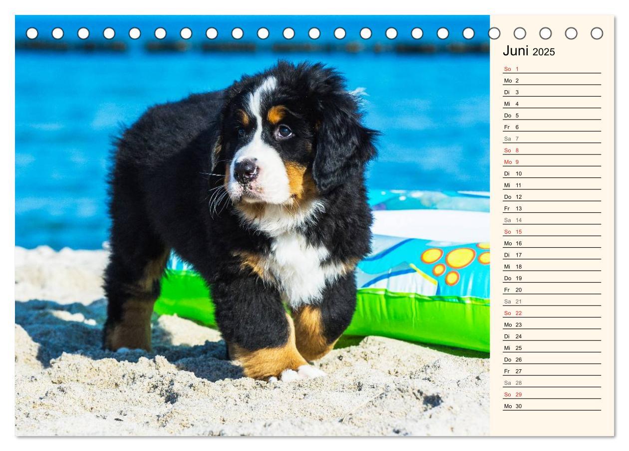 Bild: 9783435476923 | Seebärchen entdecken die Welt - Berner Sennenhunde (Tischkalender...