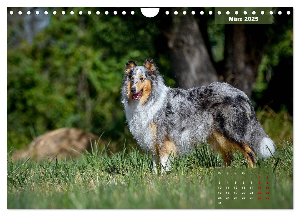 Bild: 9783435110919 | Typisch Collie (Wandkalender 2025 DIN A4 quer), CALVENDO...