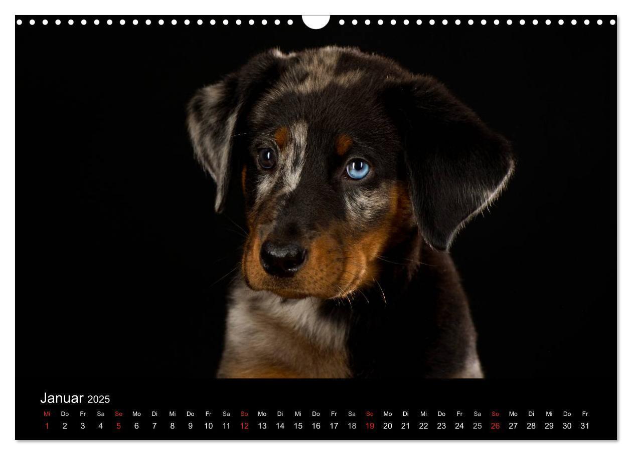 Bild: 9783435742219 | Dogs (Wandkalender 2025 DIN A3 quer), CALVENDO Monatskalender | Noack