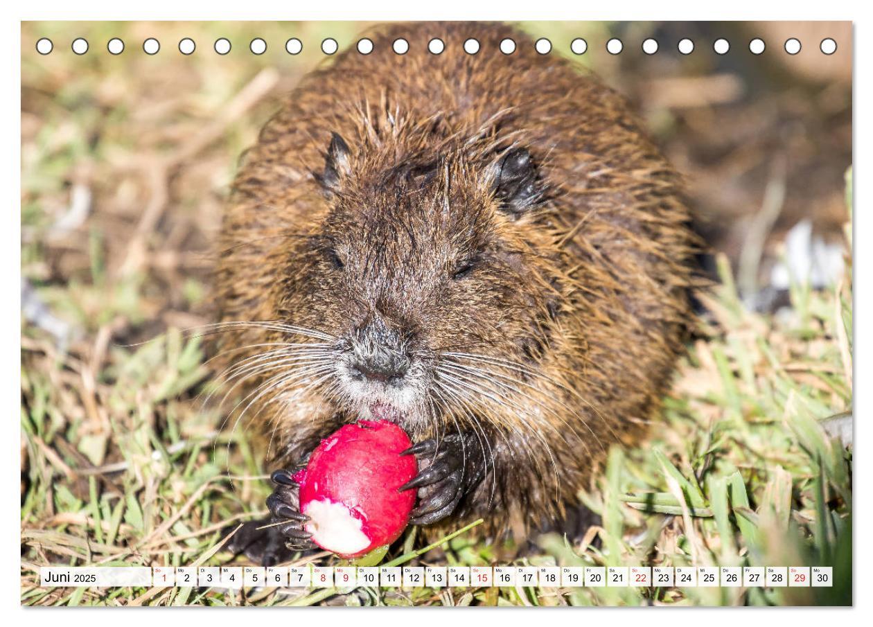 Bild: 9783435312436 | NUTRIA mit Nachwuchs (Tischkalender 2025 DIN A5 quer), CALVENDO...