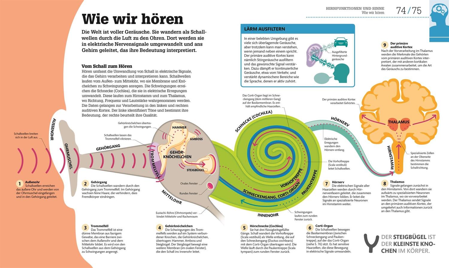 Bild: 9783831040186 | #dkinfografik. Das menschliche Gehirn und wie es funktioniert | Buch