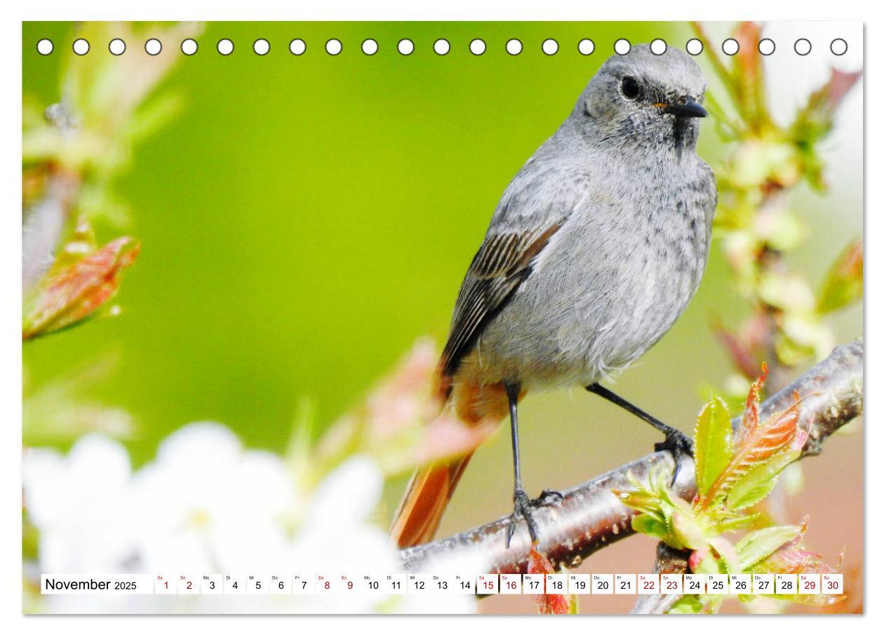 Bild: 9783435278893 | Vogelkalender (Tischkalender 2025 DIN A5 quer), CALVENDO...