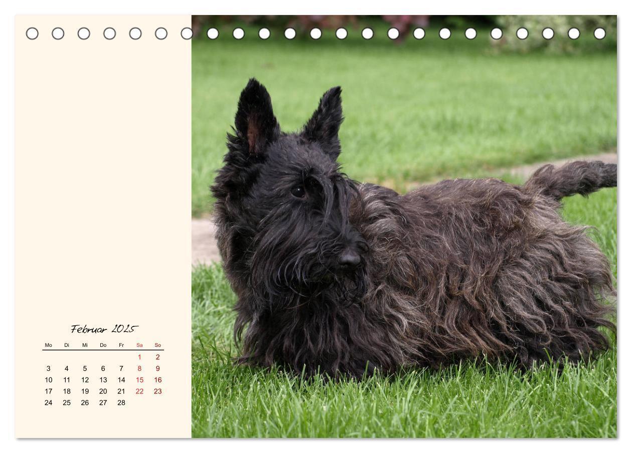 Bild: 9783435339372 | Scottish Terrier - Charmantes Rauhbein (Tischkalender 2025 DIN A5...