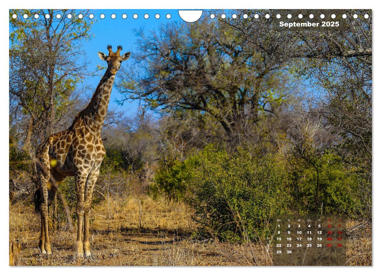 Bild: 9783435176182 | Faszinierende Tierwelt des Kruger National Parks (Wandkalender 2025...