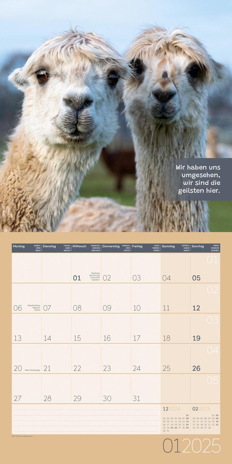 Bild: 9783838445274 | No Drama, Lama! Kalender 2025 - 30x30 | Ackermann Kunstverlag | 28 S.