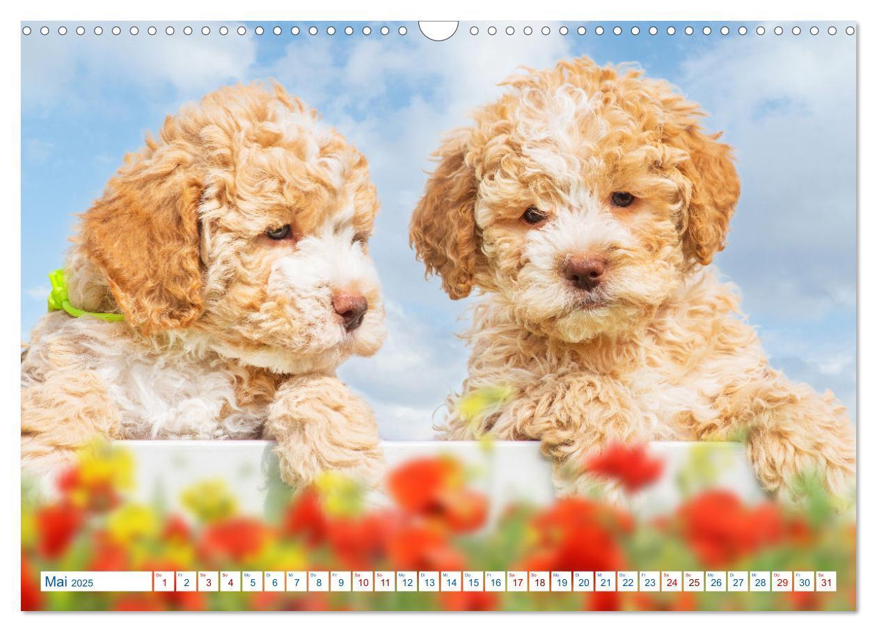 Bild: 9783435028313 | Lagotto Romagnolo - Bilder aus der Kinderstube (Wandkalender 2025...