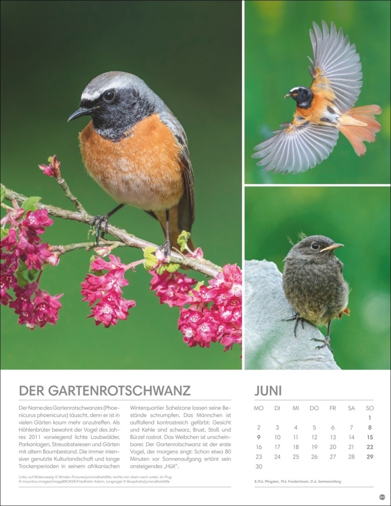 Bild: 9783756405336 | Vögel in unseren Gärten Posterkalender 2025 | Kalender | Spiralbindung