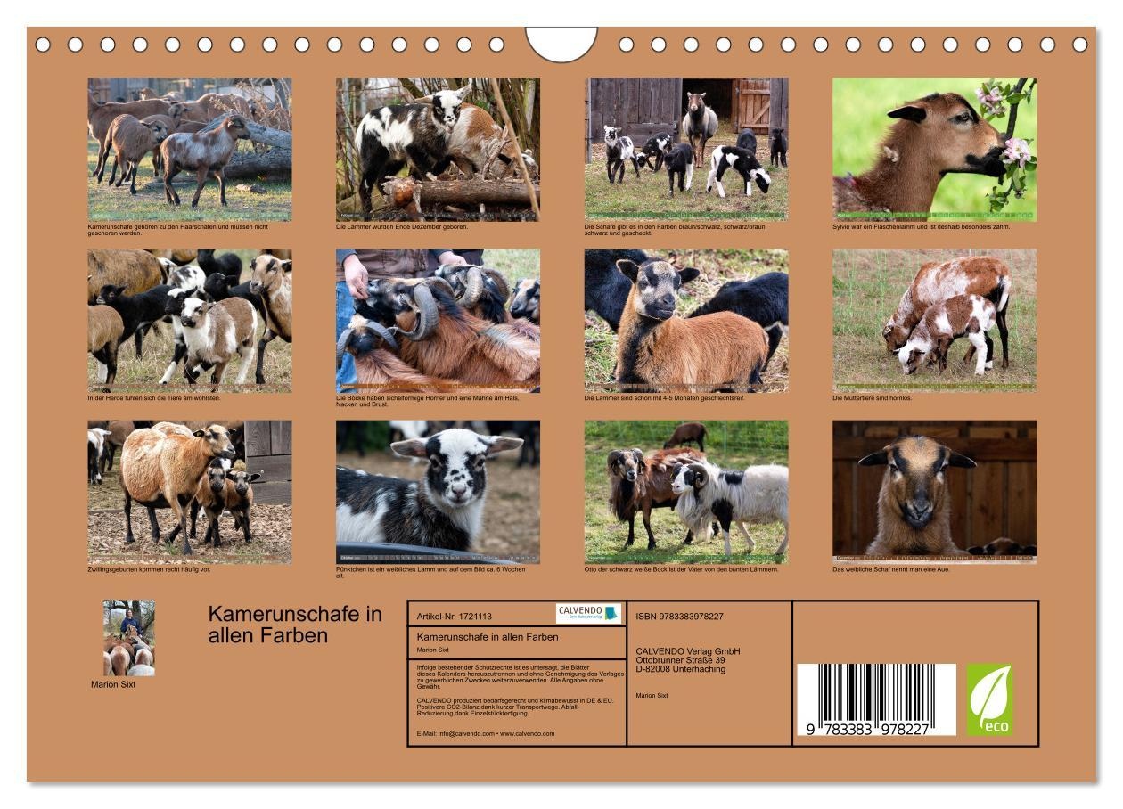 Bild: 9783383978227 | Kamerunschafe in allen Farben (Wandkalender 2025 DIN A4 quer),...