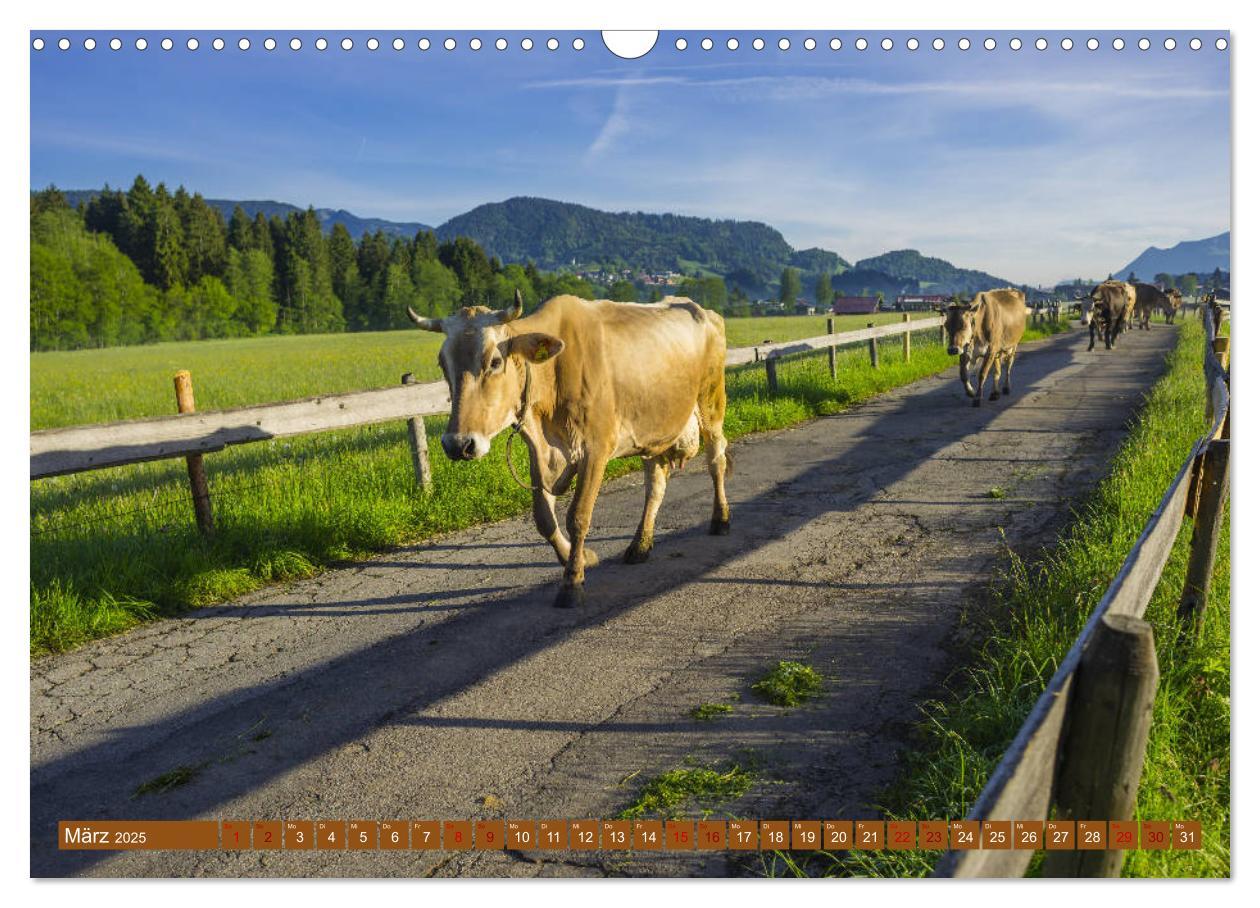 Bild: 9783435347469 | Allgäuer Schönheiten Allgäu - Land der Kühe (Wandkalender 2025 DIN...