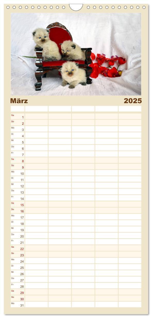 Bild: 9783457123881 | Familienplaner 2025 - Katzenparade mit 5 Spalten (Wandkalender, 21...